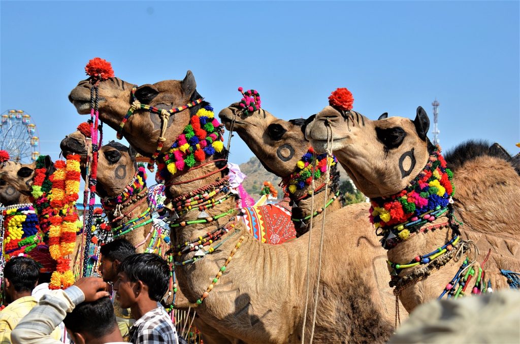 Camel Fair at Pushkar, Rajasthan